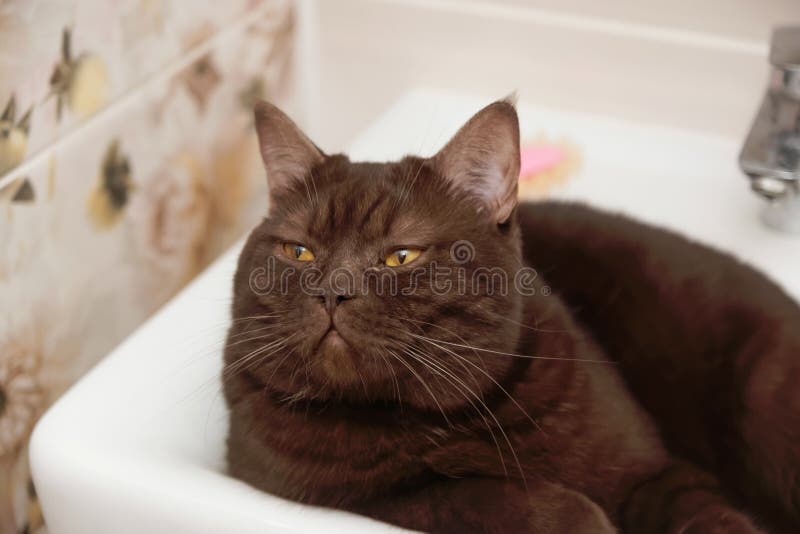 5 033 Chocolate Cat Photos Free Royalty Free Stock Photos From Dreamstime 5 033 Chocolate Cat Photos Free Royalty Free Stock Photos From Dreamstime