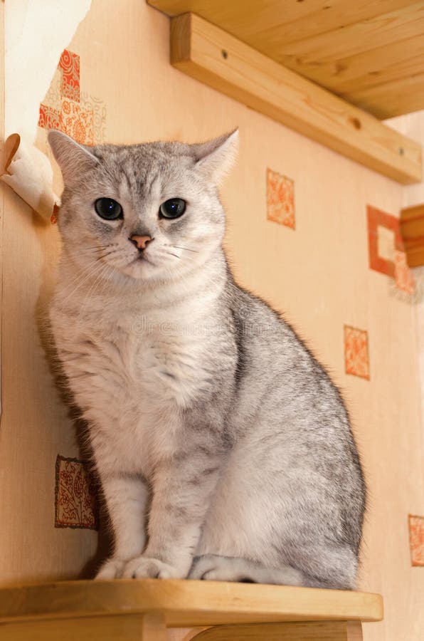 Scottish Straight Cat with Ears Down Sitting on a Wooden Shelf. Torn Ruined  Wallpaper and Feeling Guilty Stock Photo - Image of face, friendship:  173846938
