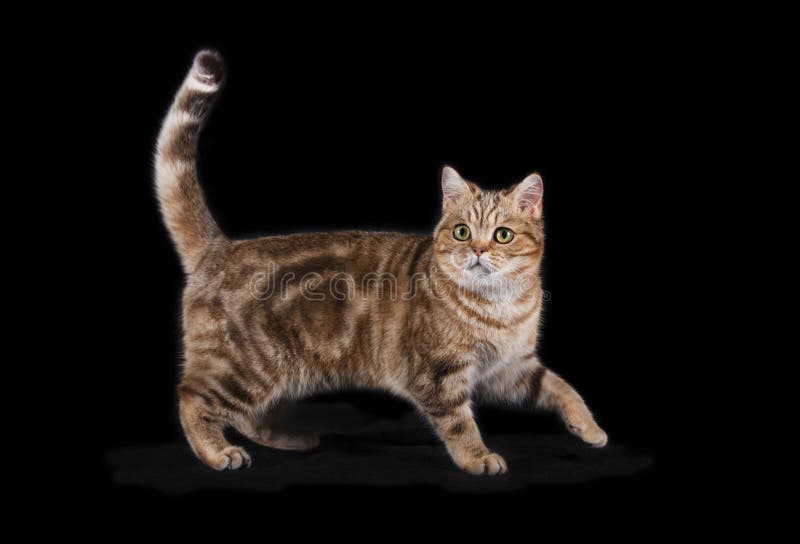 Scottish straight cat with a tortoiseshell coat color is royalty free stock images Scottish straight cat with a tortoiseshell coat color is royalty free stock images