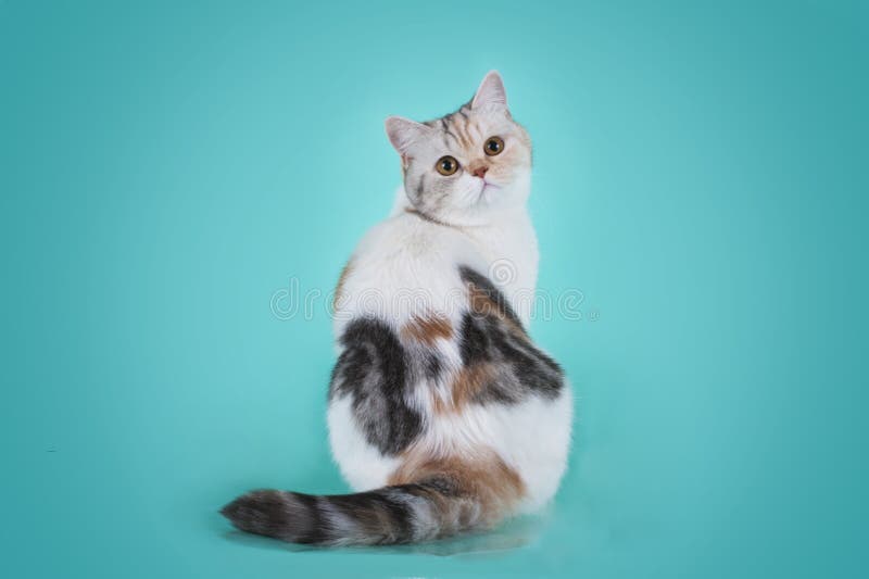 Scottish Straight tortoiseshell cat