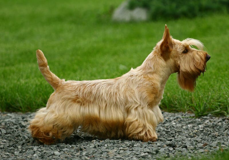 Escocés (también conocido cómo), la llamada, es un criar de el perro el mejor conocido su perfil típico personalidad.