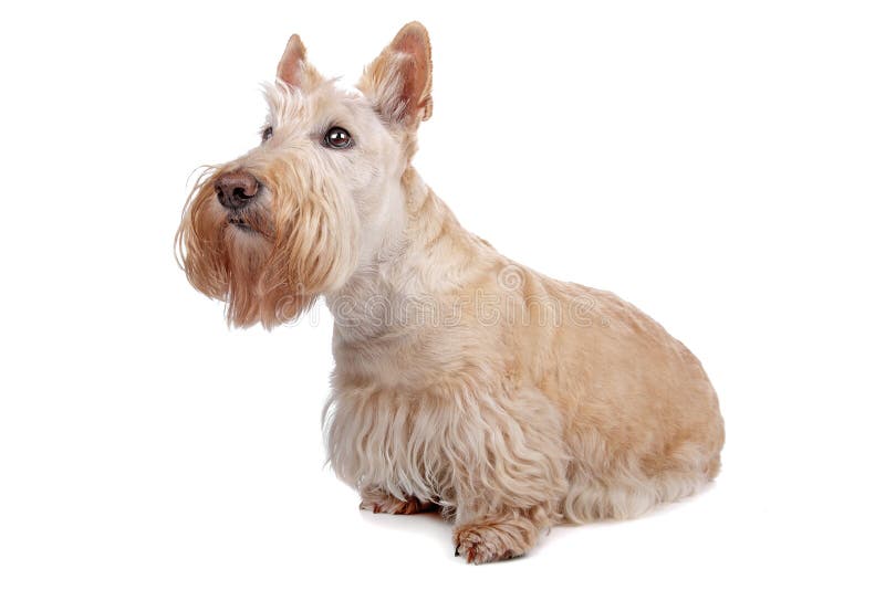 Scottish Terrier