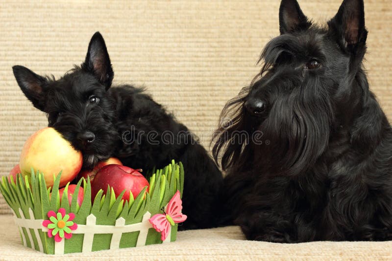 Scottish terrier family stock photo. Image of pets, animal 30822960