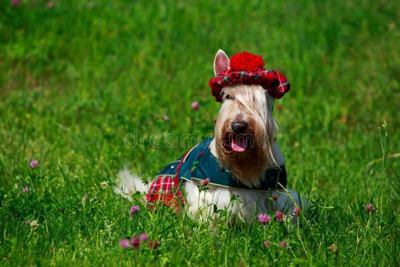 Scottish Terrier breed dog stock image. Image of show 157237515