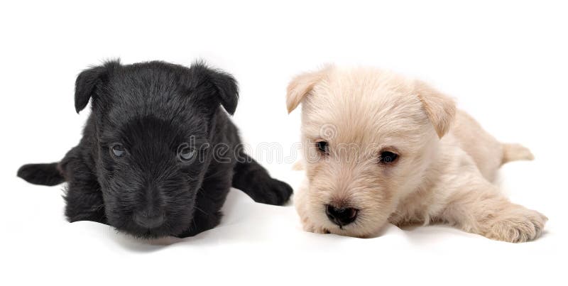 Sweet little black and white Scottish Terrier puppies