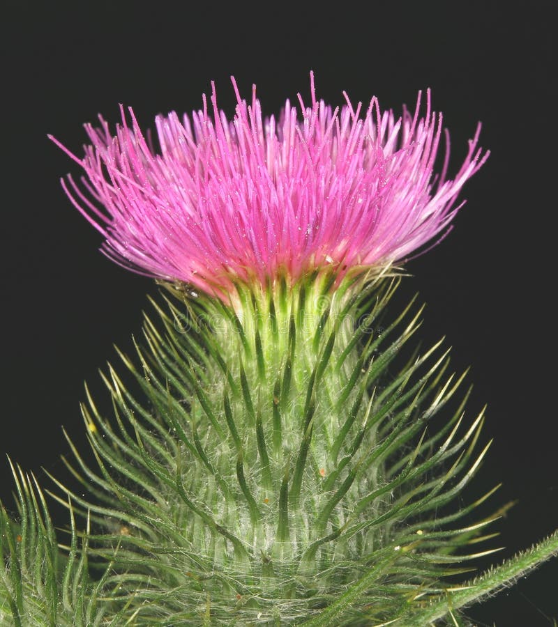 17+ Scottish thistle Free Stock Photos StockFreeImages