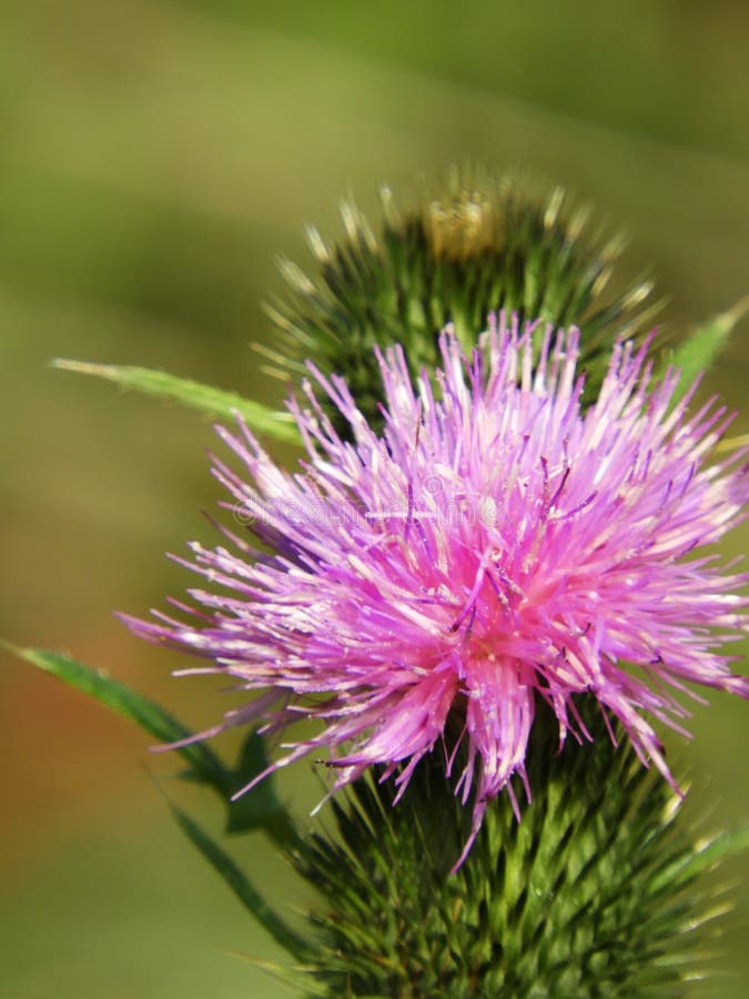 Scottish Thistle stock photo. Image of scottish, scotland 45669368