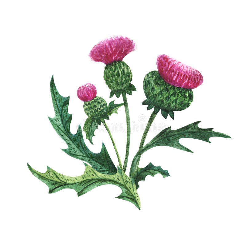 Featured image of post Scotch Thistle Scottish Thistle Drawing Scottish thistle available in a selection of colours