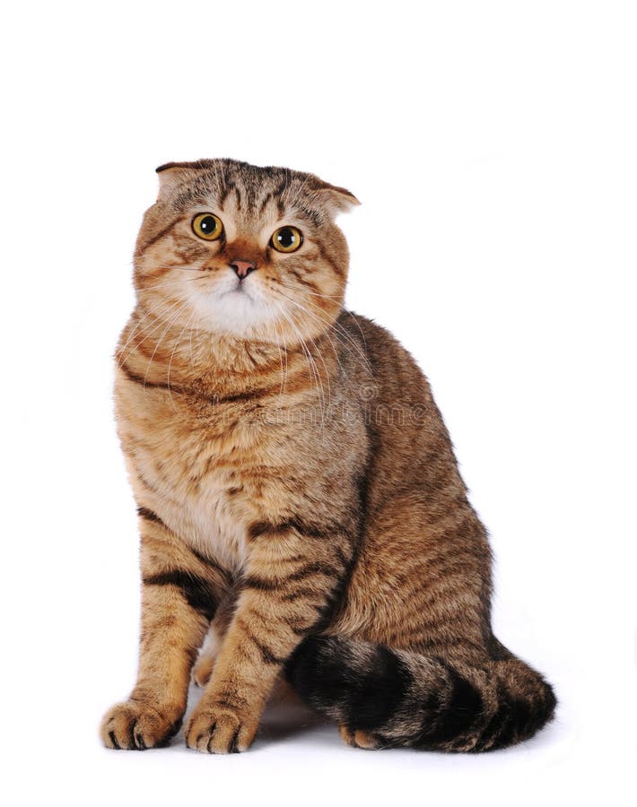scottish створки кота стоковые изображения rf scottish створки кота стоковые изображения rf