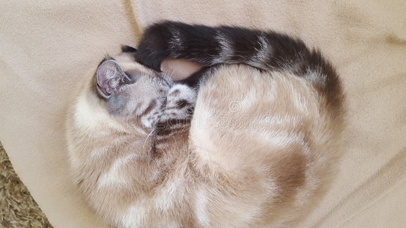 Scottishfalte stockfotografie