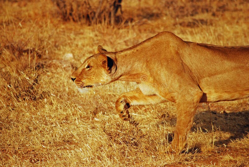 Female Lion Hunting stock photo. Image of serengeti, hunting 1215826