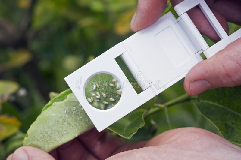 Scouting for white fly on a citrus tree with a hand lens