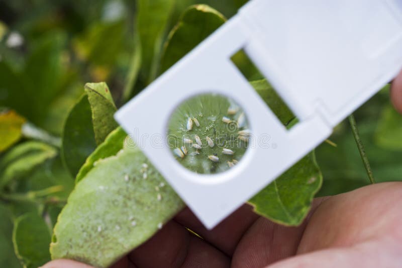 Scouting for white fly on a citrus tree with a hand lens