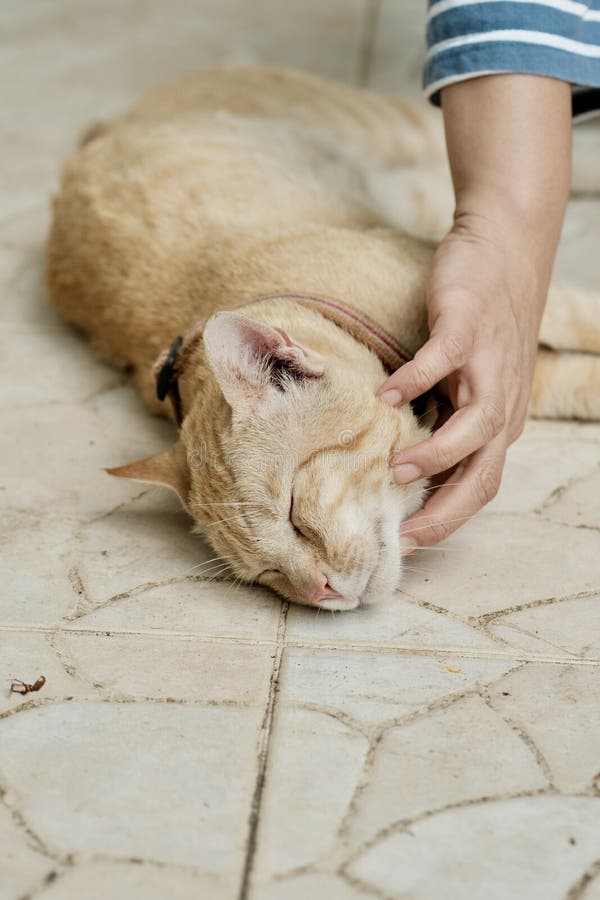 Scratch Cat Stock Photos Download 2,770 Royalty Free Photos