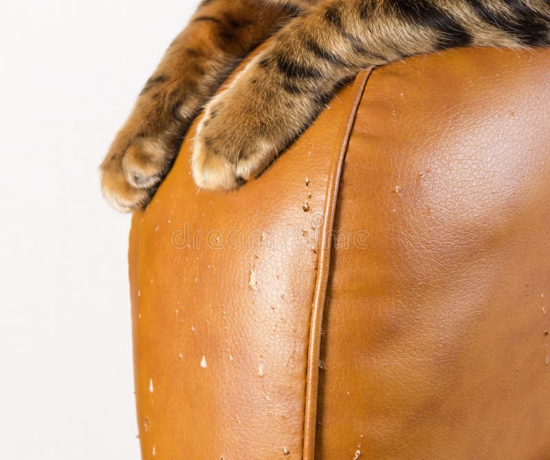 Scratches from cat claws on leather furniture. Cat`s paws close-