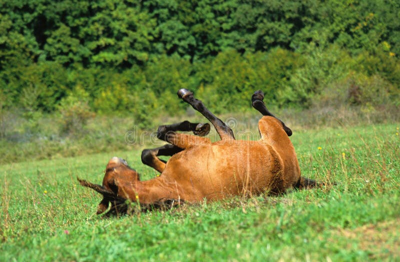 Scratching horse