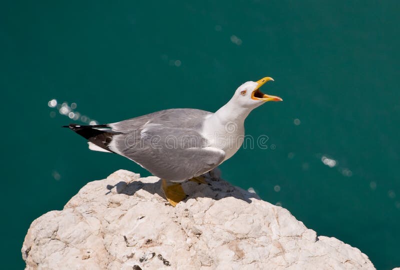 Scream of seagull. close up