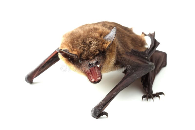 230 Screaming Bat Stock Photos Free & RoyaltyFree Stock Photos from
