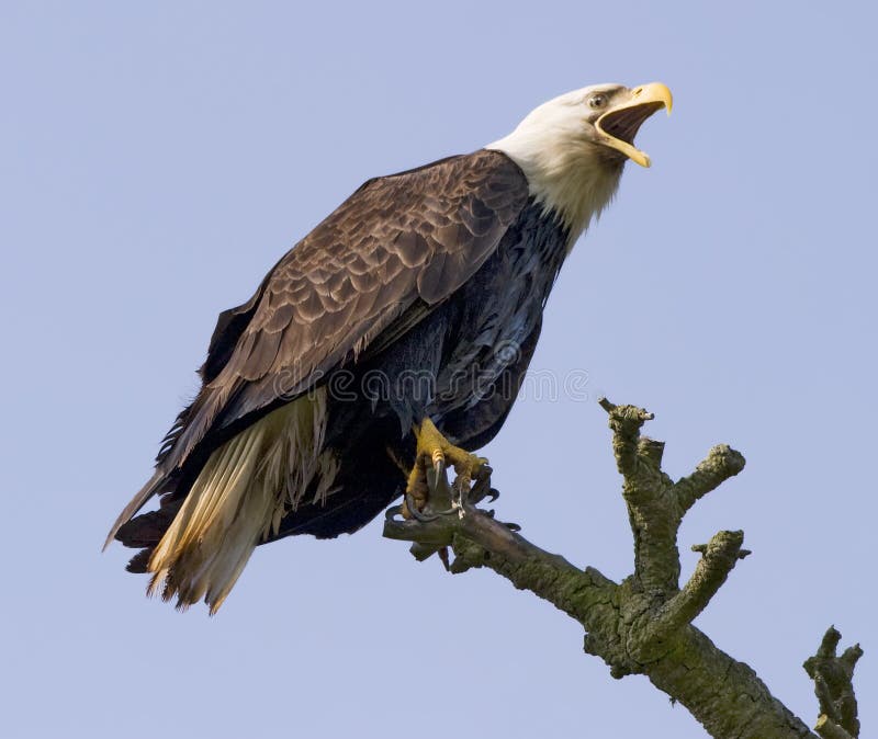 An American bald eagle (Haliaeetus leucocephalus) perched on a branch. Its beak is wide open as it screams in defiance at what is perceived to be predators below. The bald eagle in the United States is symbolic of freedom and power. An American bald eagle (Haliaeetus leucocephalus) perched on a branch. Its beak is wide open as it screams in defiance at what is perceived to be predators below. The bald eagle in the United States is symbolic of freedom and power.