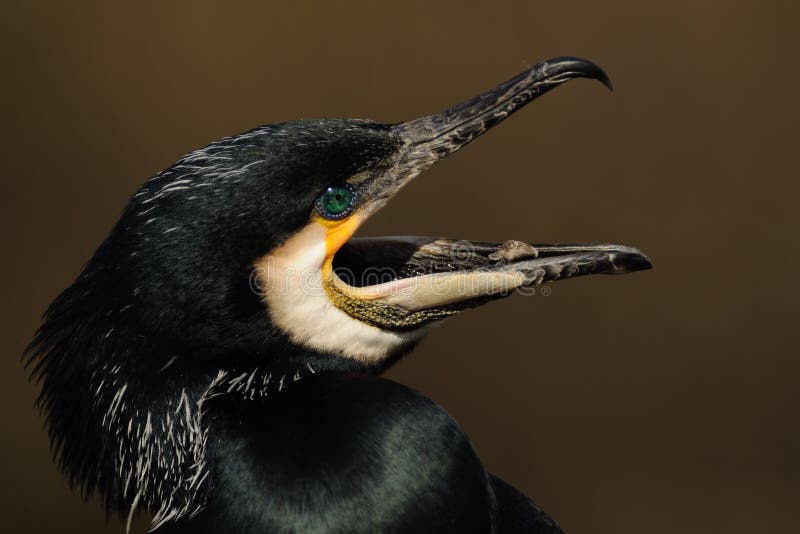 The Great Cormorant is known as the Great Black Cormorant and has blue eyes, looks like an smaragd. The Great Cormorant is known as the Great Black Cormorant and has blue eyes, looks like an smaragd.