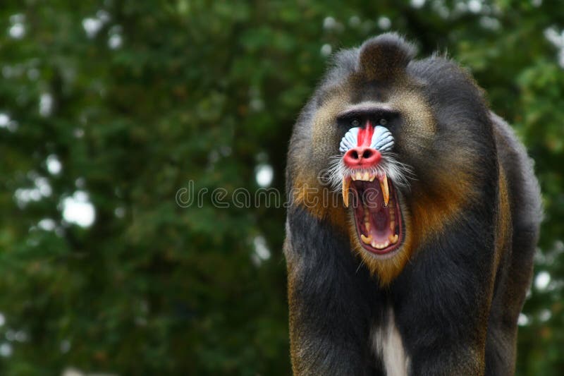 Screaming Mandrill