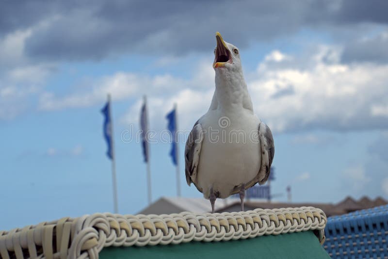 Screaming seagull Larus fuscus on a beach basket in a seaside