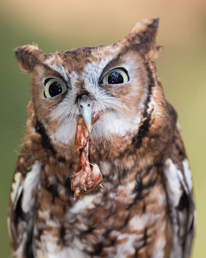 Owl Eating stock image. Image of head, bird, falconry 35253427