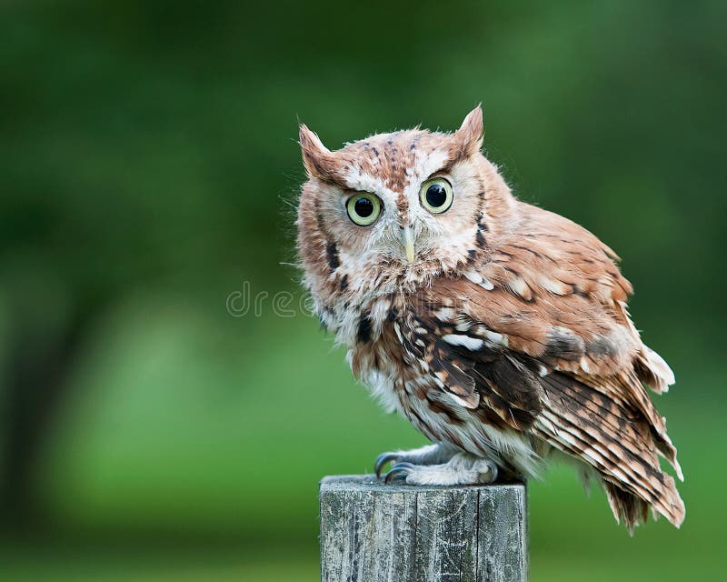 Screech owl on fence post