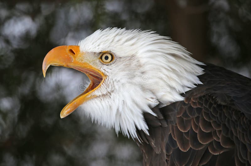 Screeching Kaal Eagle stock foto. Afbeelding bestaande uit symbool