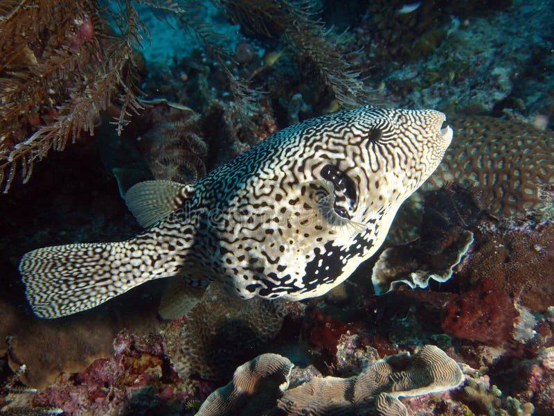 Scribbled Arothron Puffer fish (Arthron mappa) swimming underwater in Indo-Pacific Ocean - Ceram sea, Indonesia. Ceram stock images, royalty-free photos and pictures