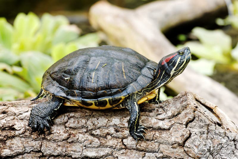 Scriptatroostii van Trachemys stock foto Scriptatroostii van Trachemys stock foto
