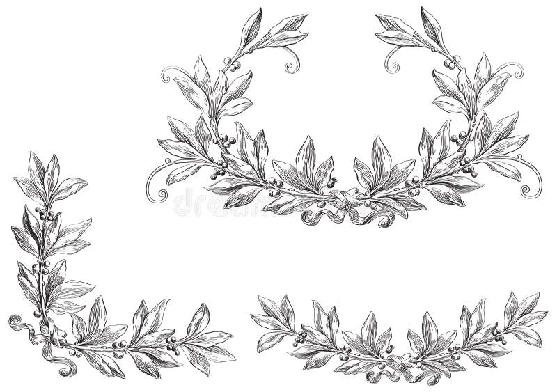 Лавровые листья рисунок