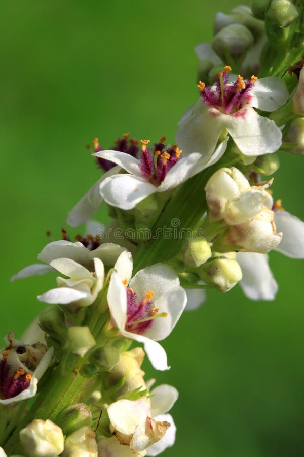 The plant belongs to the Figwort family (Scrophulariaceae) and occurs throughout Europe and Asia for