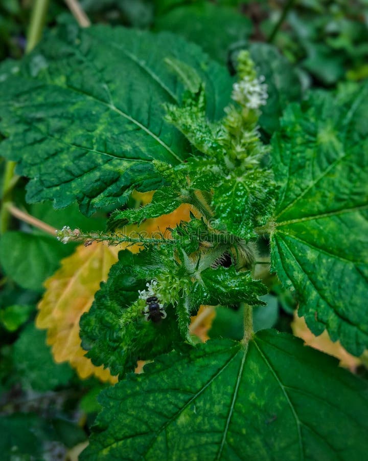Scrub Plant with Fresh Green Color Stock Photo Image of fresh, flower