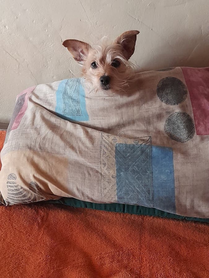 Scruffy Dog Lying Behind Pillow Stock Photo Image of hide, pillow