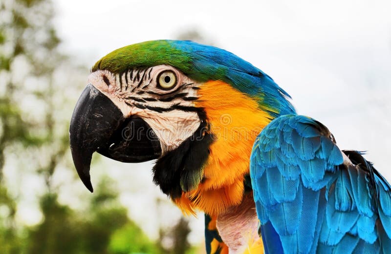 Ošumělý papagáje hlava, modrý a zlato papagáj.
