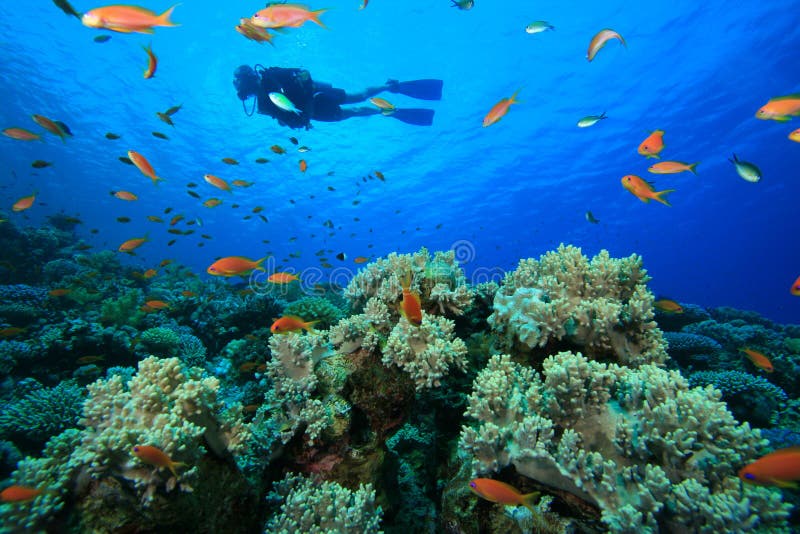 Scuba Diver royalty free stock photos Scuba Diver royalty free stock photos