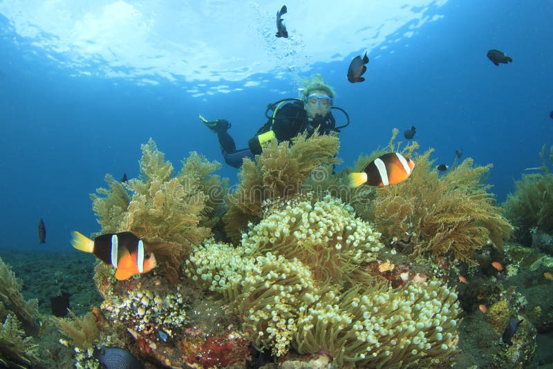 Scuba Diver Finds Nemo Fish Stock Image Image of blonde, camera 35829379