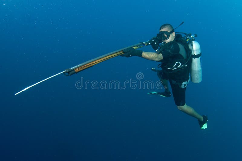 Scuba Diver with Harpoon Gun Stock Photo Image of blue, buddy 24555186
