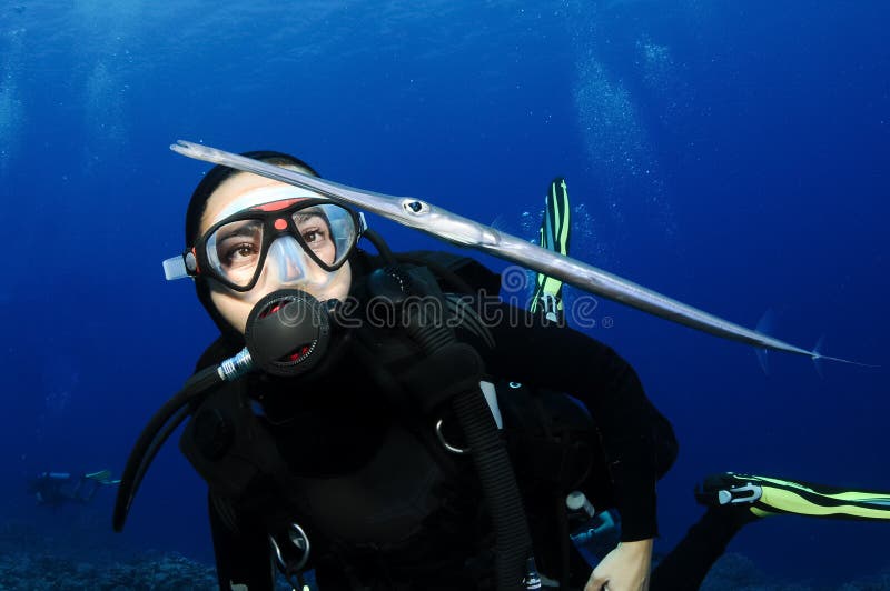 Scuba diver looks at cornet fish