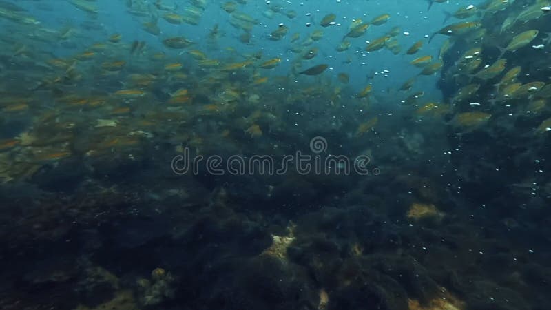 Scuba diver paradise view underwater Koh Tai Thailand coral and school of fish diving bottom of sea