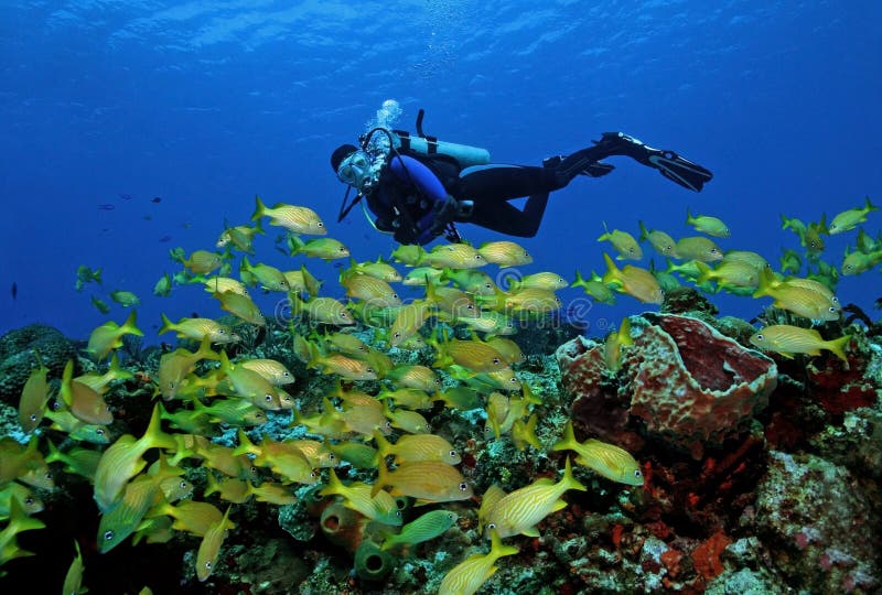 Scuba Diver and School of French Grunts royalty free stock photos Scuba Diver and School of French Grunts royalty free stock photos