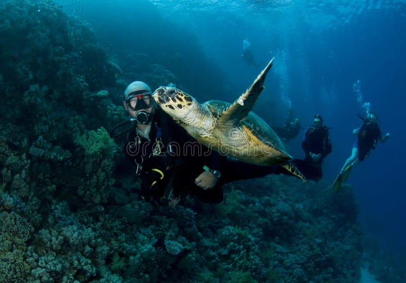 Scuba diver swims with green turtle