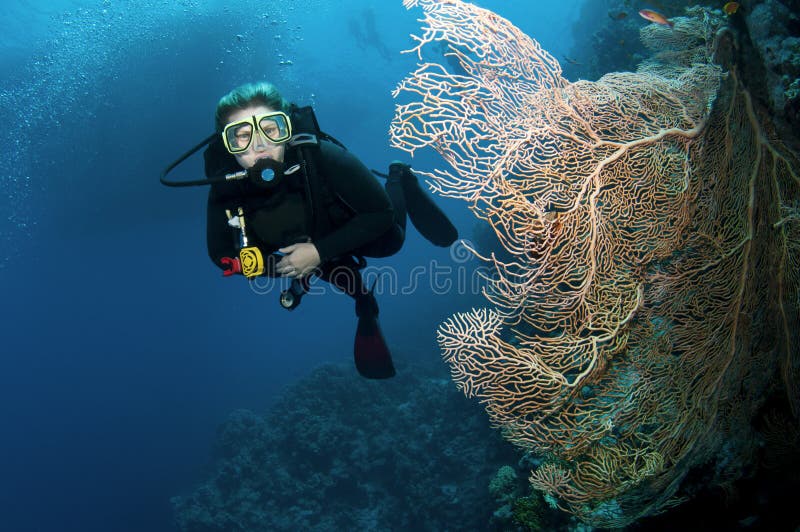 Scuba divers and coral