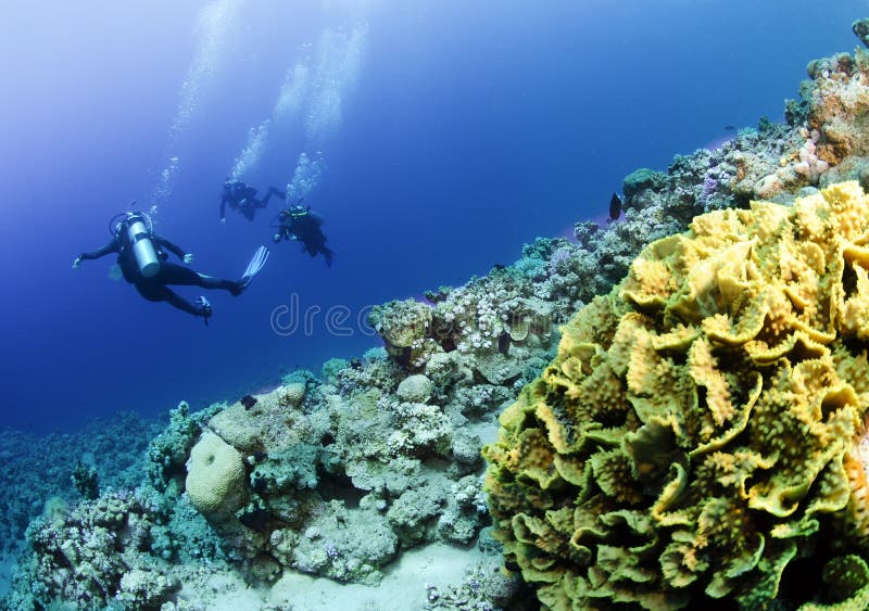 Scuba divers on coral reef stock photos Scuba divers on coral reef stock photos
