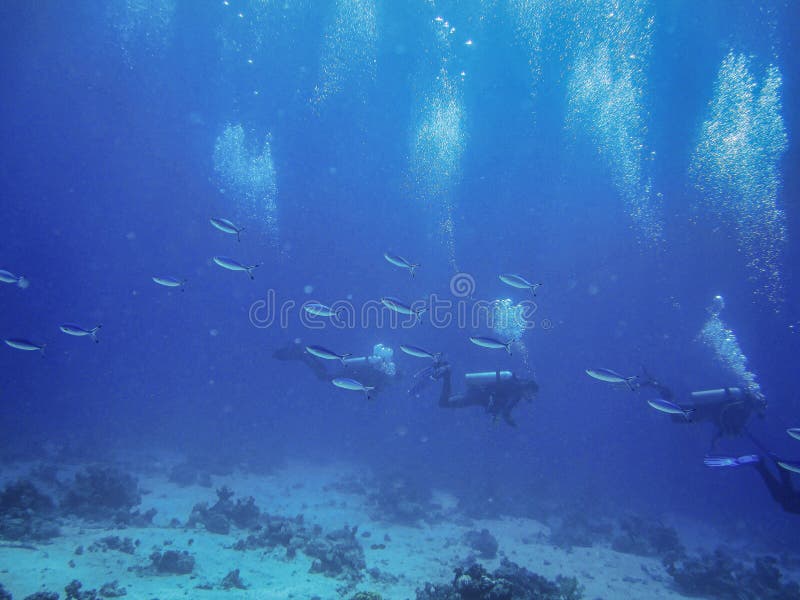 Scuba divers exploring Red Sea between flock of the blue fish. stock images Scuba divers exploring Red Sea between flock of the blue fish. stock images