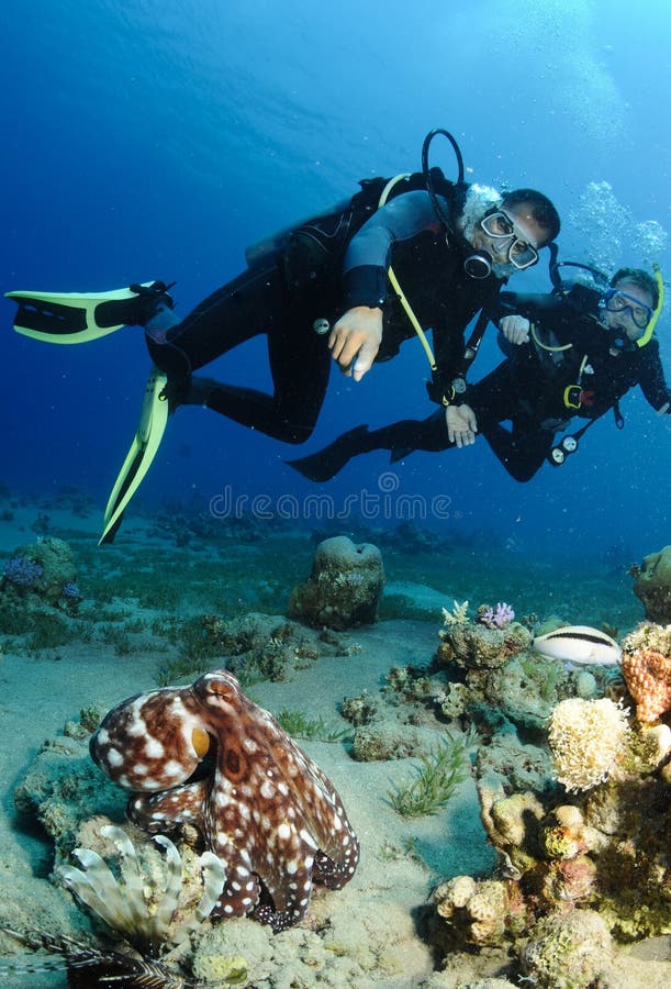 Scuba divers look at octopus