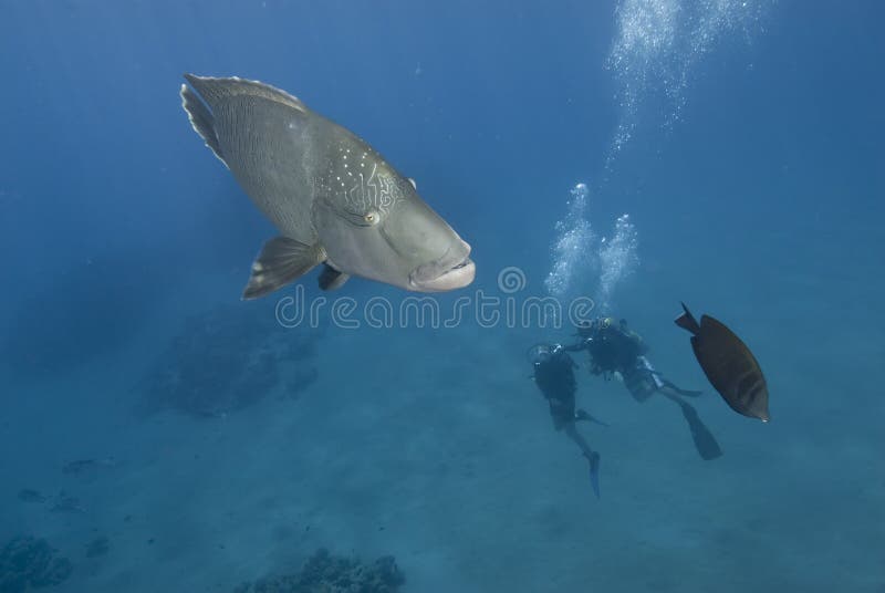 Scuba divers and napoleon.