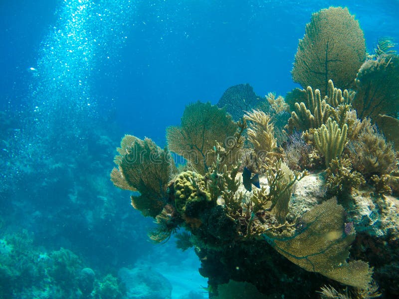 Scuba Diving royalty free stock photo