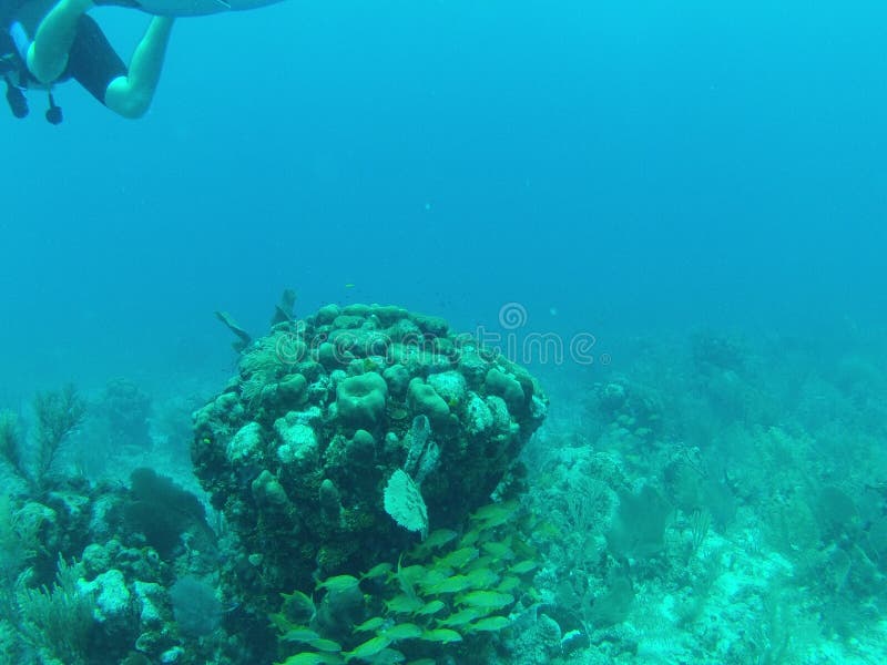 Scuba Diving in Cancun Mexico Stock Photo Image of person, 100gopro